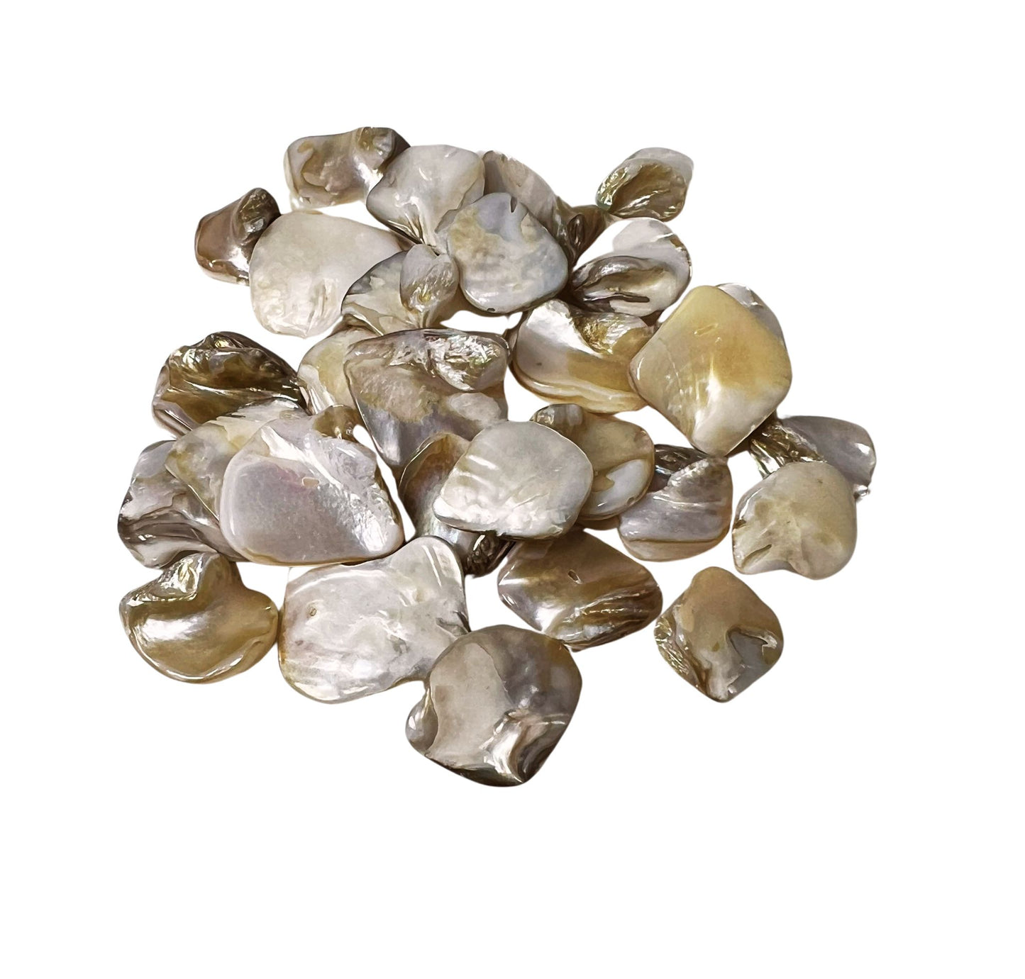 Shell Oyster Bracelet on Fresh Water Shells Bracelet